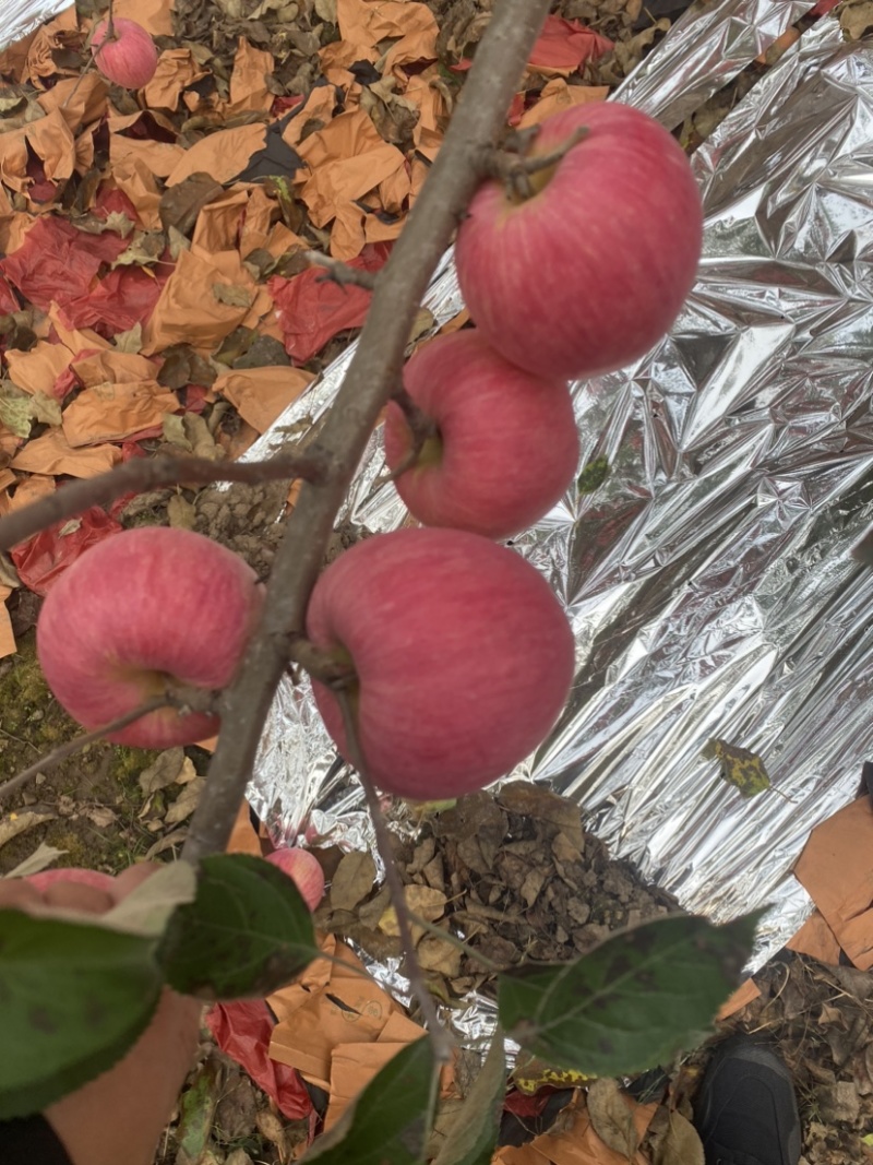 辽阳寒富，寒富士苹果，辽宁寒富陆续上市，高中低档！