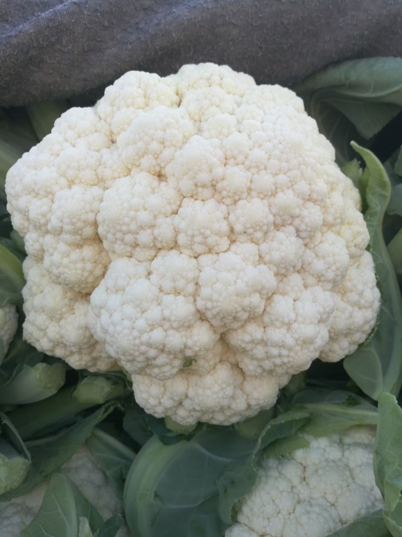 【实力】花菜有机花菜河北产区直发保质保量供货