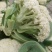 【实力】花菜有机花菜河北产区直发保质保量供货