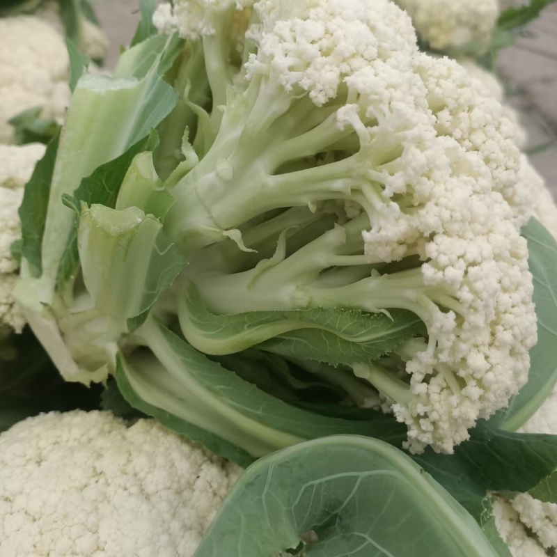 【实力】花菜有机花菜河北产区直发保质保量供货