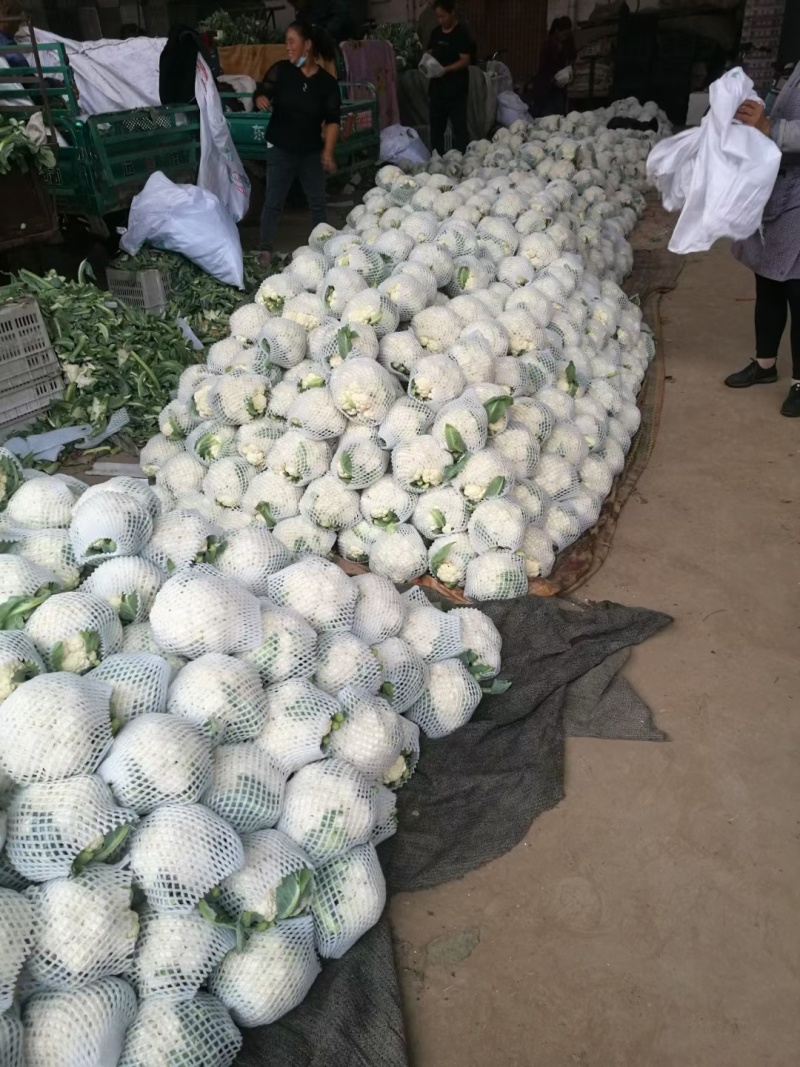【实力】花菜有机花菜河北产区直发保质保量供货