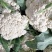 【实力】花菜有机花菜河北产区直发保质保量供货