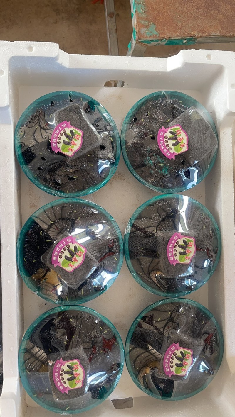 福建精品桑葚品质保证诚信经营欢迎联系接商超市场电商