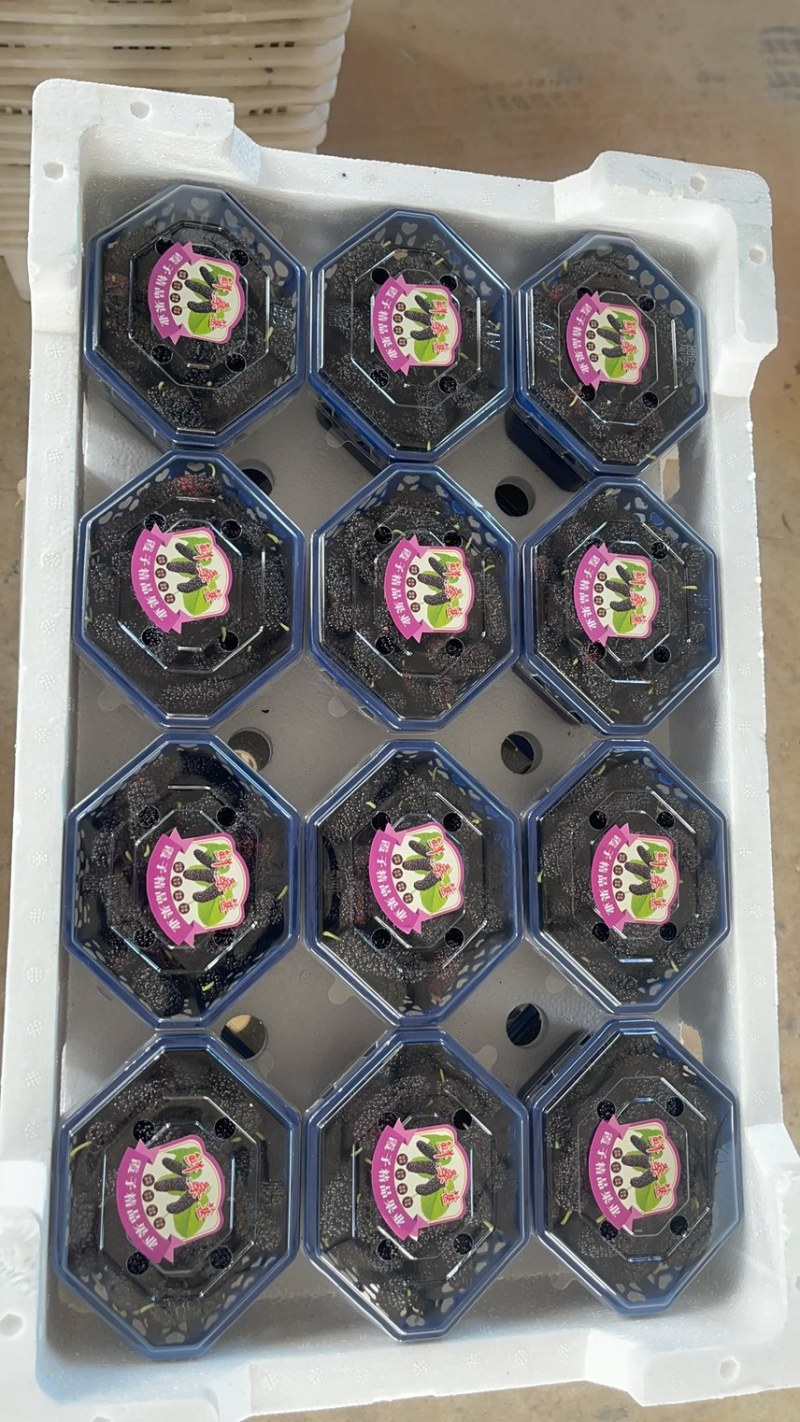福建精品桑葚品质保证诚信经营欢迎联系接商超市场电商