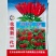 抗病新一代原种朝天椒种子朝天小米椒浓辣早熟四季播蔬菜种籽