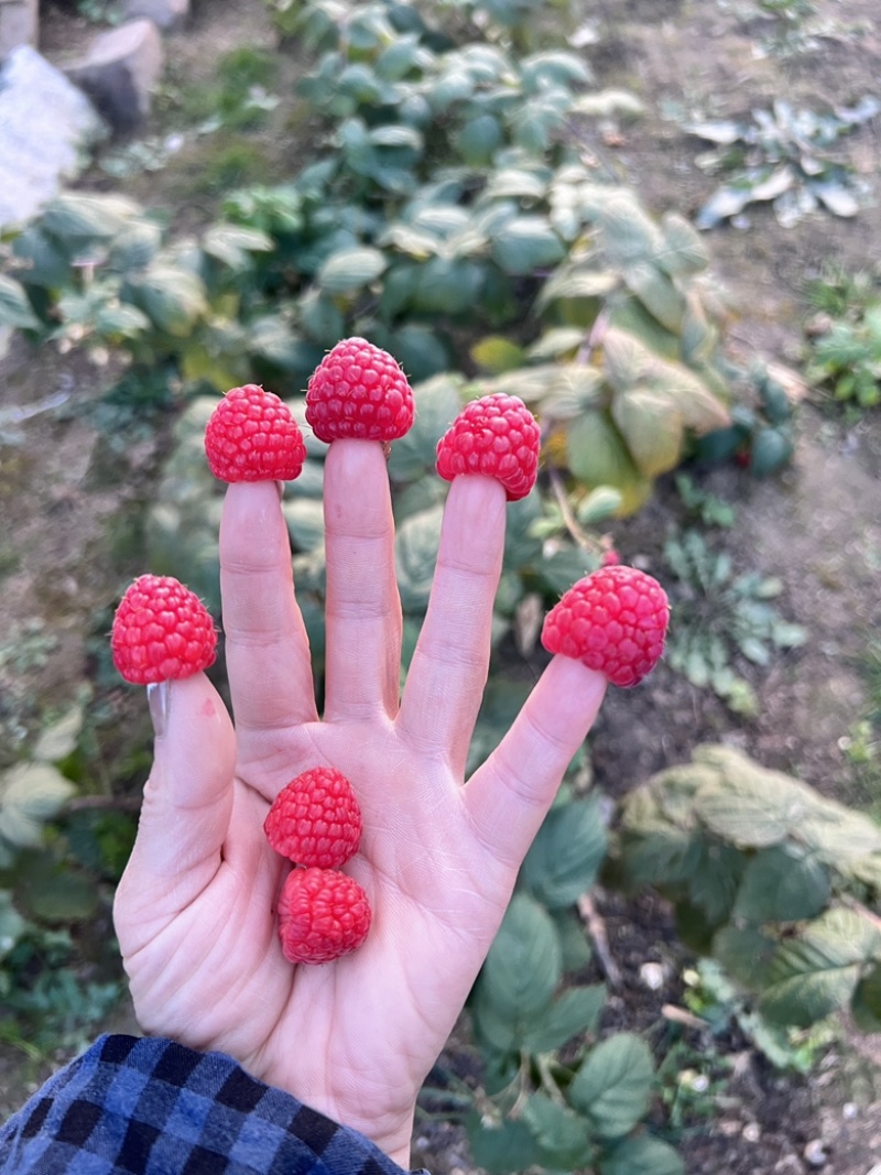 双季树莓苗，果实大，产量高，品种纯，根细好，基地发货