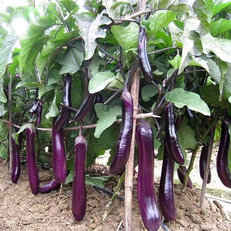 绿霸宝马紫红长茄种子紫红色长条茄不变色春秋冬季茄子种子