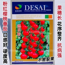 德贝粉樱桃番茄种子口感好硬度好抗病强串收水果番茄种子