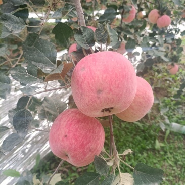 阿克苏苹果红旗坡轻微冰雹果