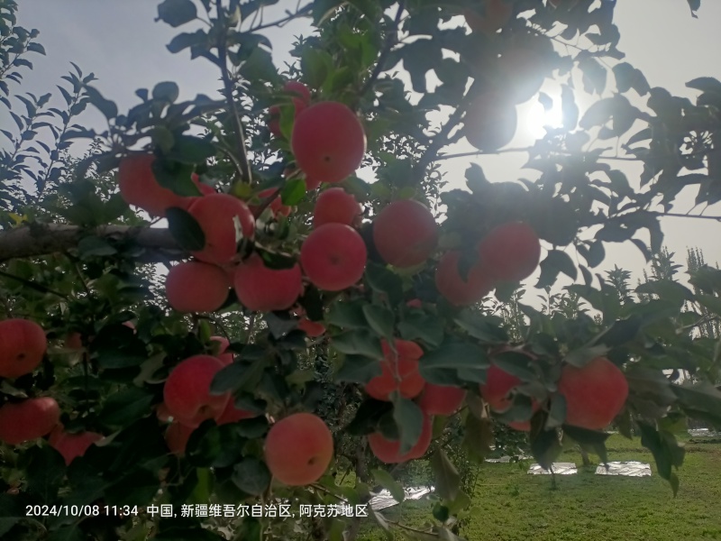阿克苏苹果红旗坡轻微冰雹果