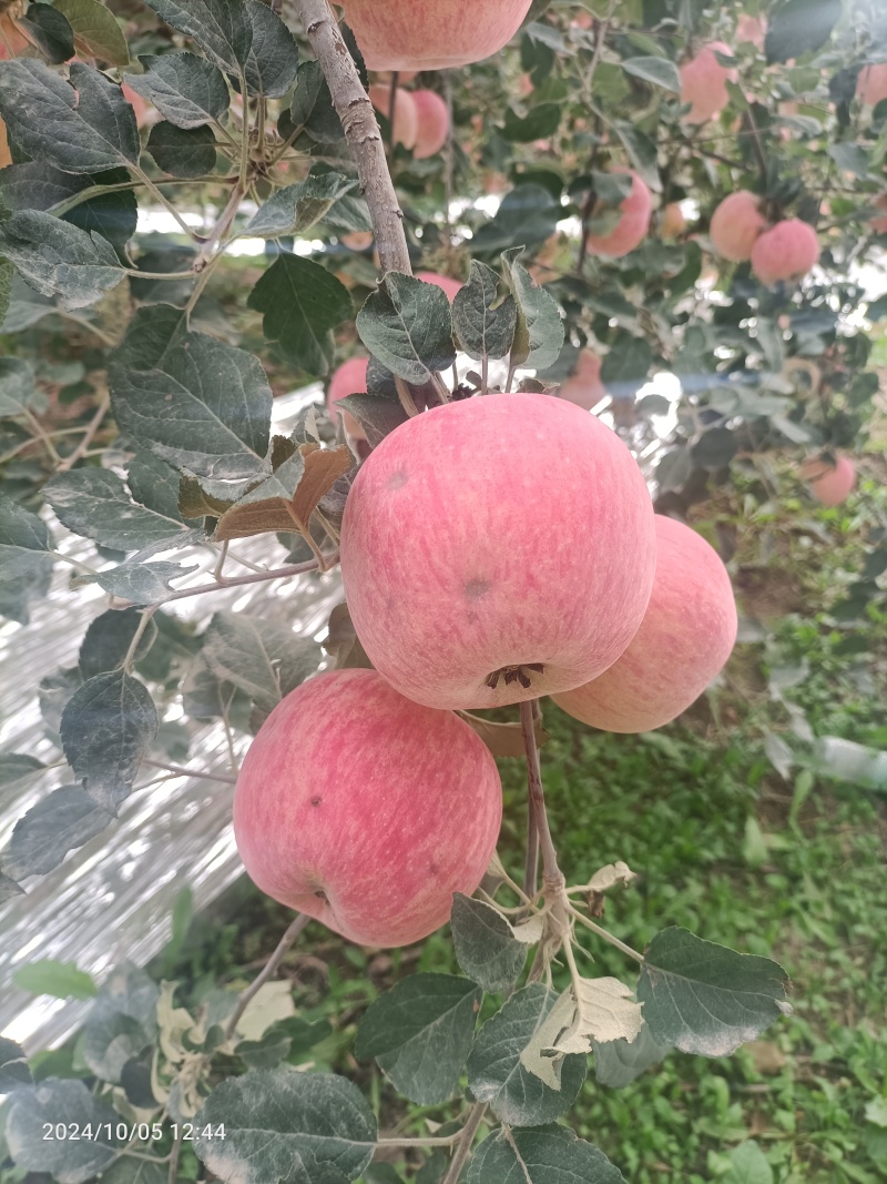 阿克苏苹果红旗坡轻微冰雹果