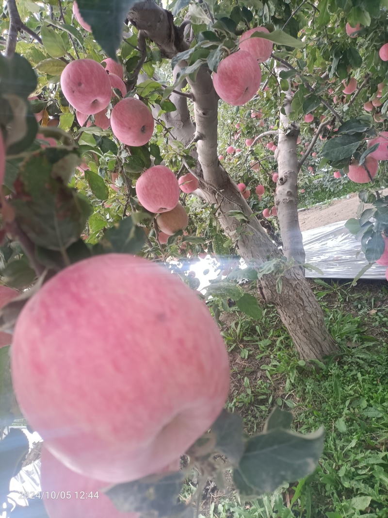 阿克苏苹果红旗坡轻微冰雹果
