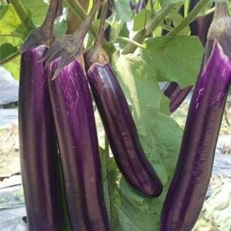 绿霸无敌金刚紫红长茄子种子烧烤茄子春秋冬季播蔬菜种子