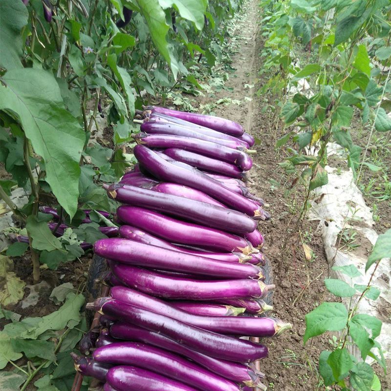 绿霸无敌金刚紫红长茄子种子烧烤茄子春秋冬季播蔬菜种子