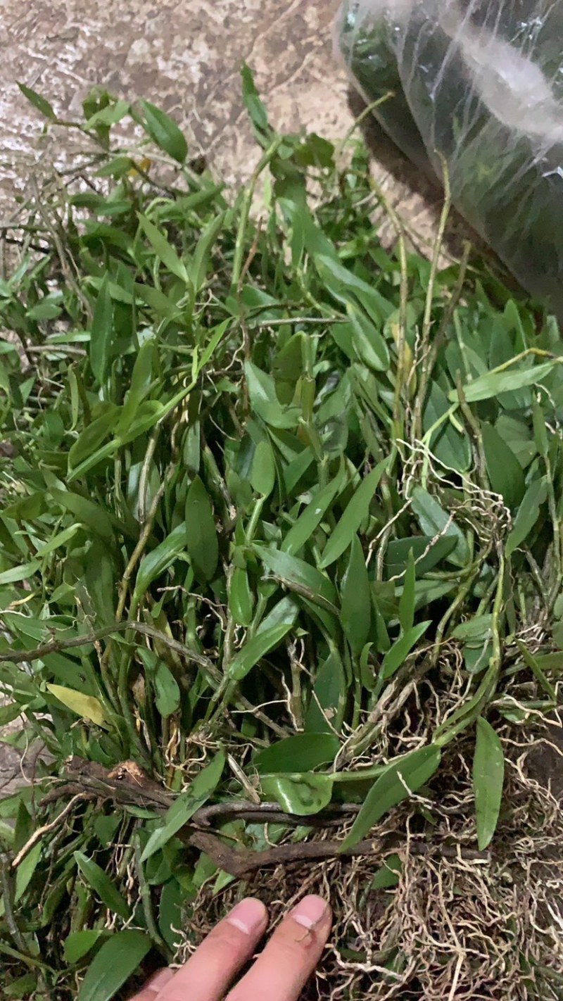 野生美花石斛