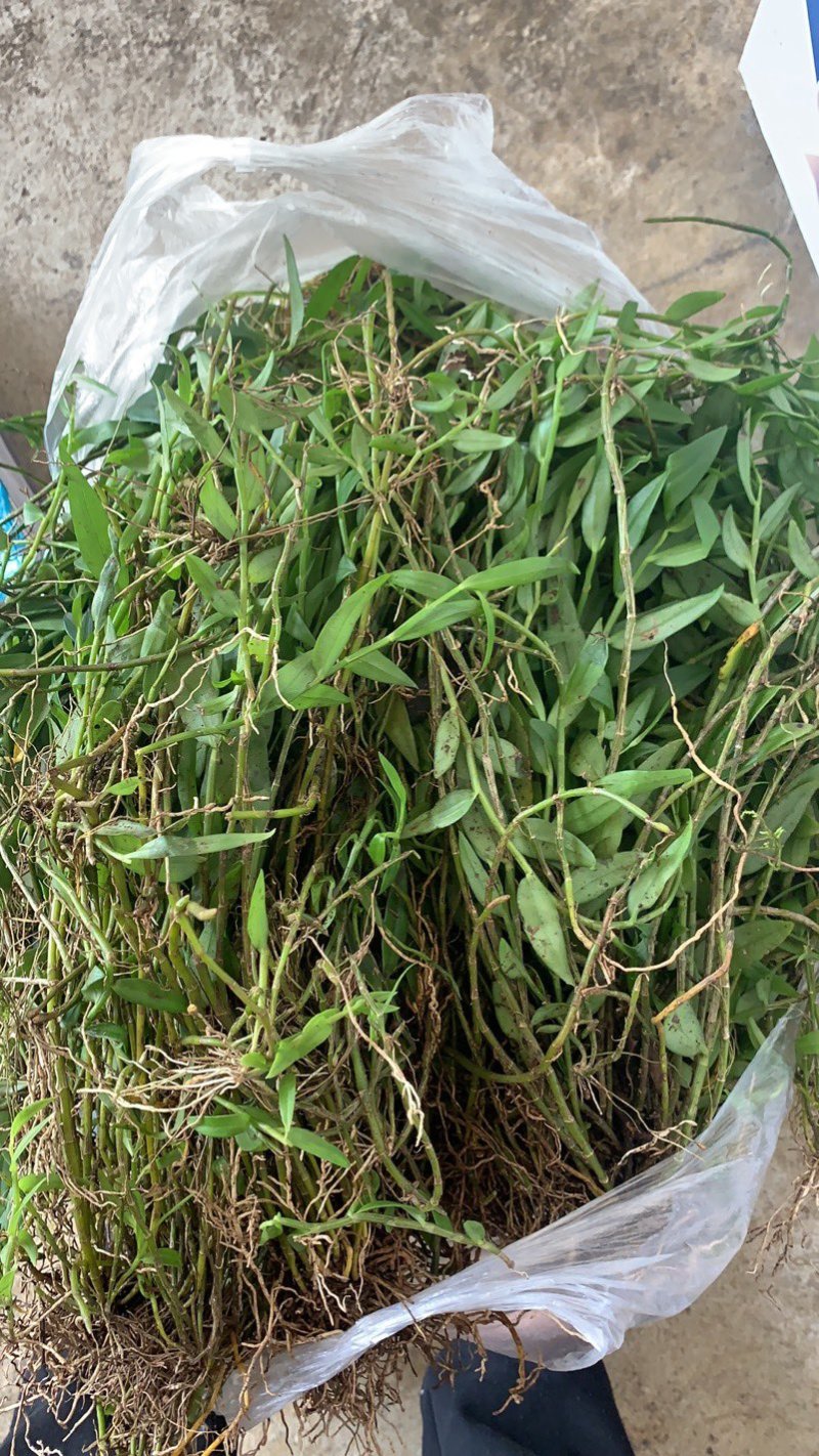 野生美花石斛