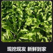2024年新鲜荠菜欢迎采购支持团购电商代发工厂大量采购