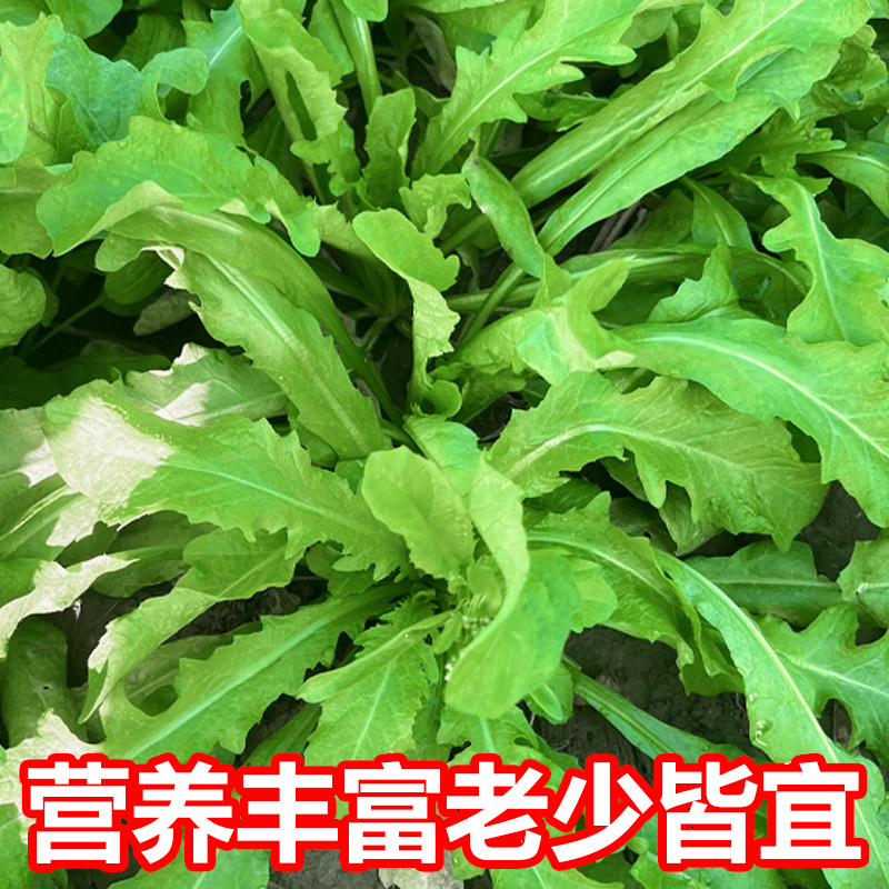 2024年新鲜荠菜欢迎采购支持团购电商代发工厂大量采购