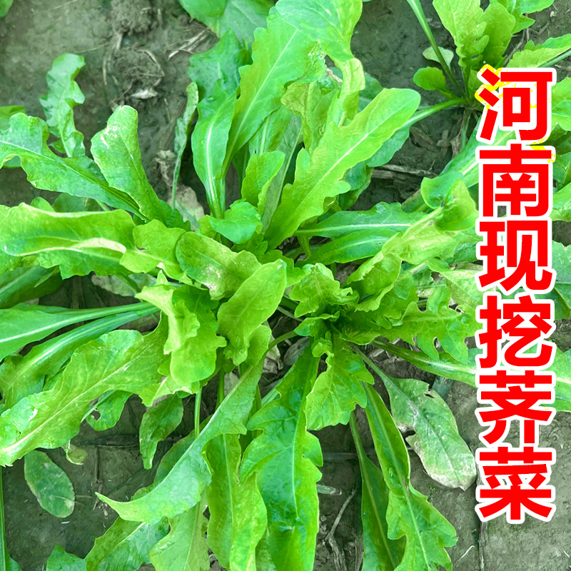 2024年新鲜荠菜欢迎采购支持团购电商代发工厂大量采购