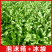 2024年新鲜荠菜欢迎采购支持团购电商代发工厂大量采购