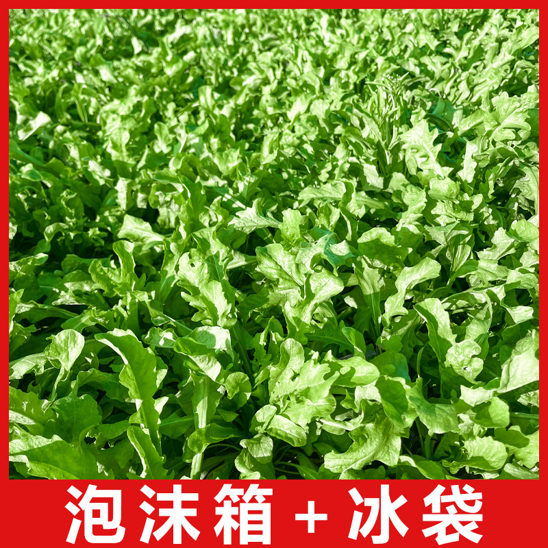 2024年新鲜荠菜欢迎采购支持团购电商代发工厂大量采购