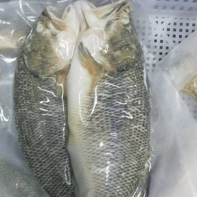 三去鲈鱼300-400克单条独立包装。价格电话可议。