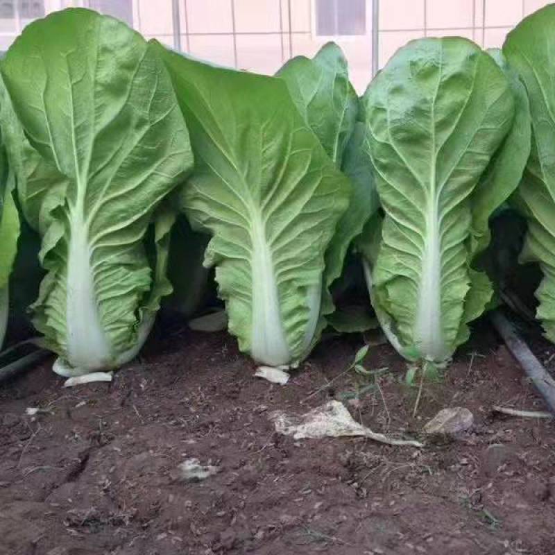 寒月快菜种子夏季耐热小白菜籽春夏秋季耐寒耐毛白菜青菜种孑