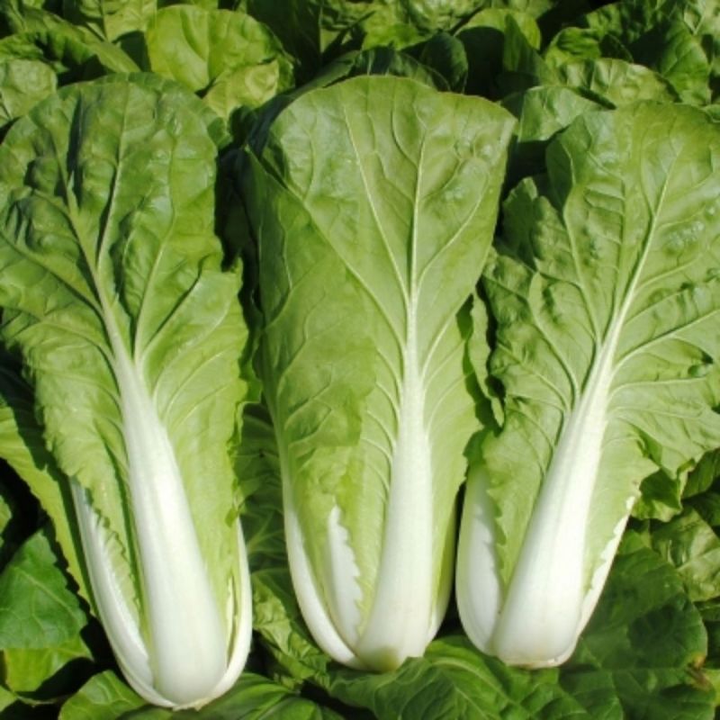 寒月快菜种子夏季耐热小白菜籽春夏秋季耐寒耐毛白菜青菜种孑