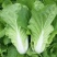 寒月快菜种子夏季耐热小白菜籽春夏秋季耐寒耐毛白菜青菜种孑