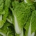 寒月快菜种子夏季耐热小白菜籽春夏秋季耐寒耐毛白菜青菜种孑