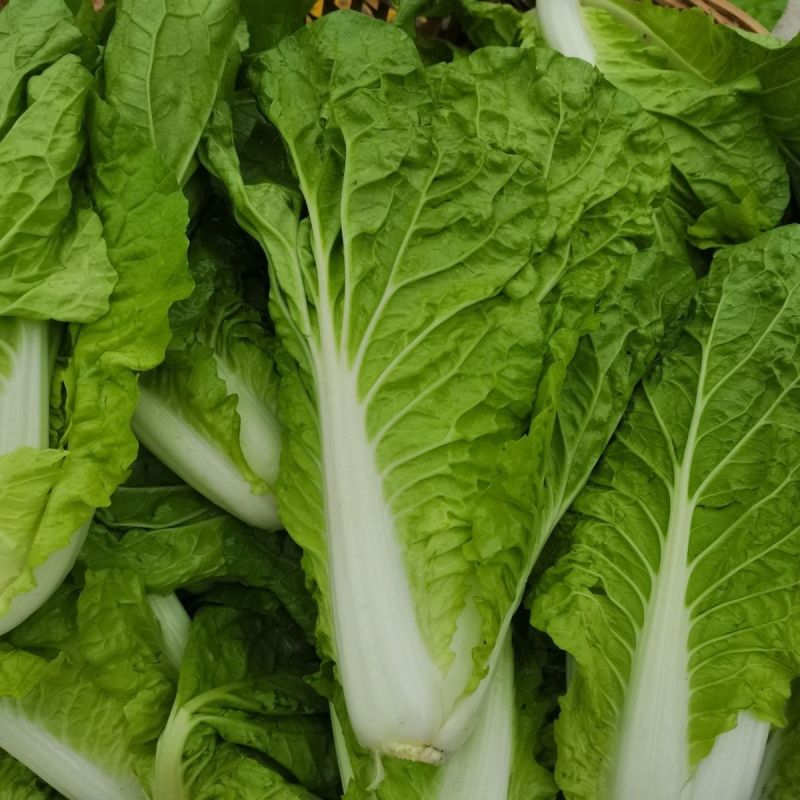 寒月快菜种子夏季耐热小白菜籽春夏秋季耐寒耐毛白菜青菜种孑