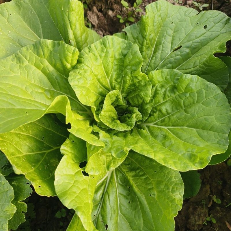 寒月快菜种子夏季耐热小白菜籽春夏秋季耐寒耐毛白菜青菜种孑