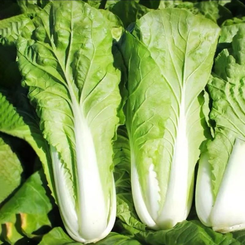 寒月快菜种子夏季耐热小白菜籽春夏秋季耐寒耐毛白菜青菜种孑