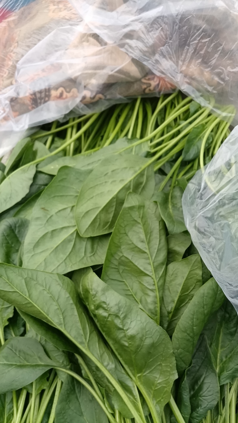 许营菠菜大量现货支持电商超市市场零售等万亩基地一手货车到