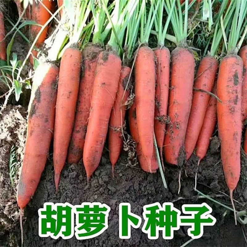 普兰特水果胡萝卜种籽春夏季胡萝卜种农家大田用种四季播