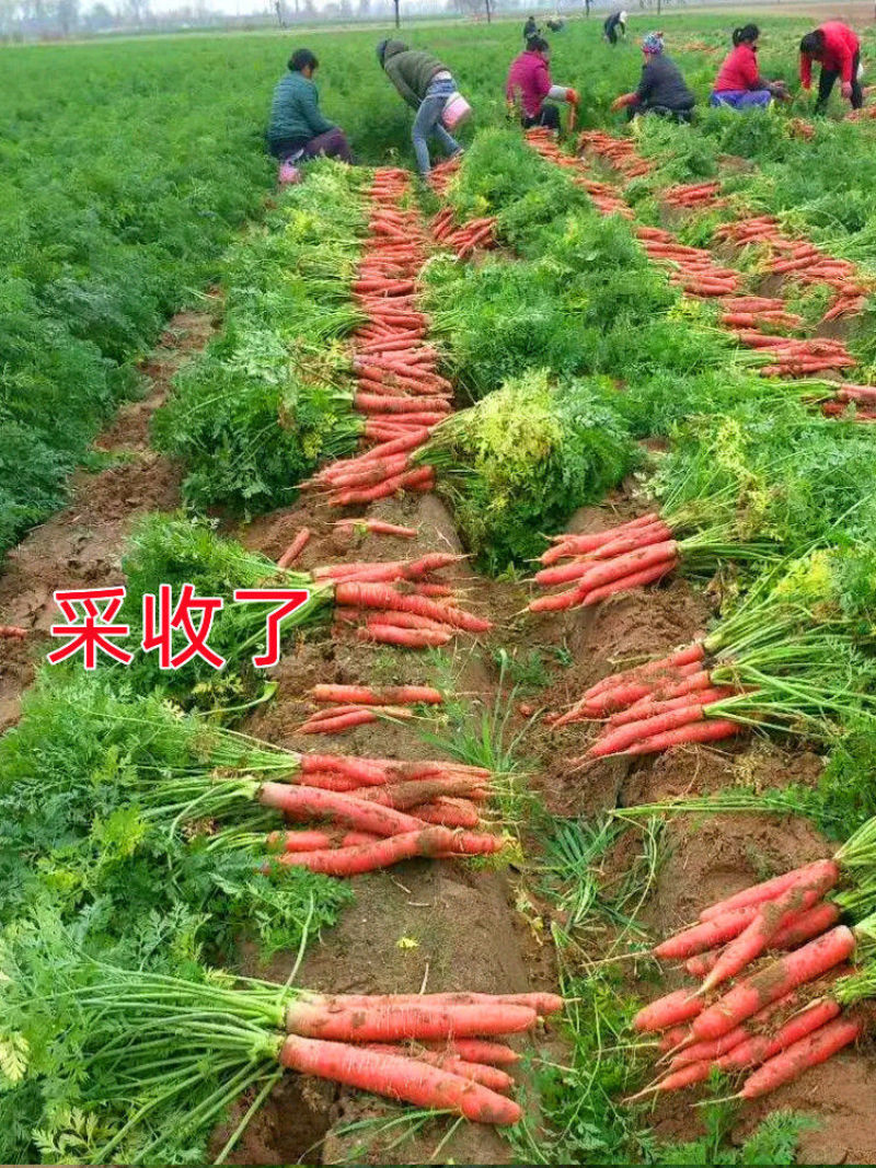 普兰特水果胡萝卜种籽春夏季胡萝卜种农家大田用种四季播