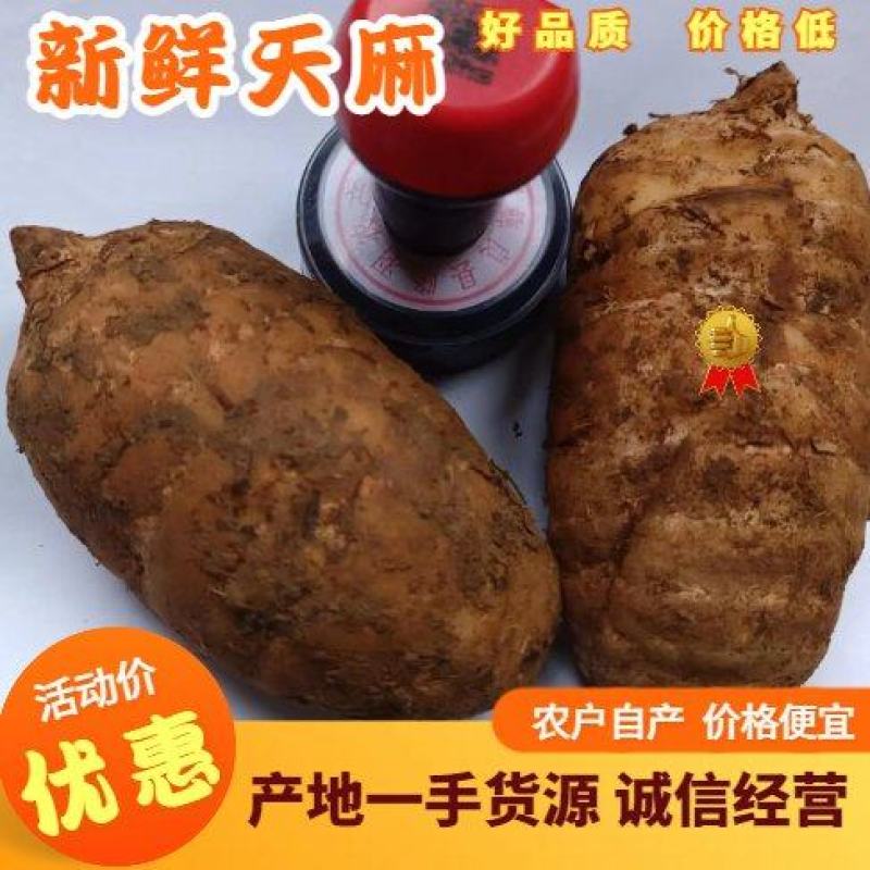 当季新鲜天麻按节气品种发货野生品质深山采挖云南小草坝直发