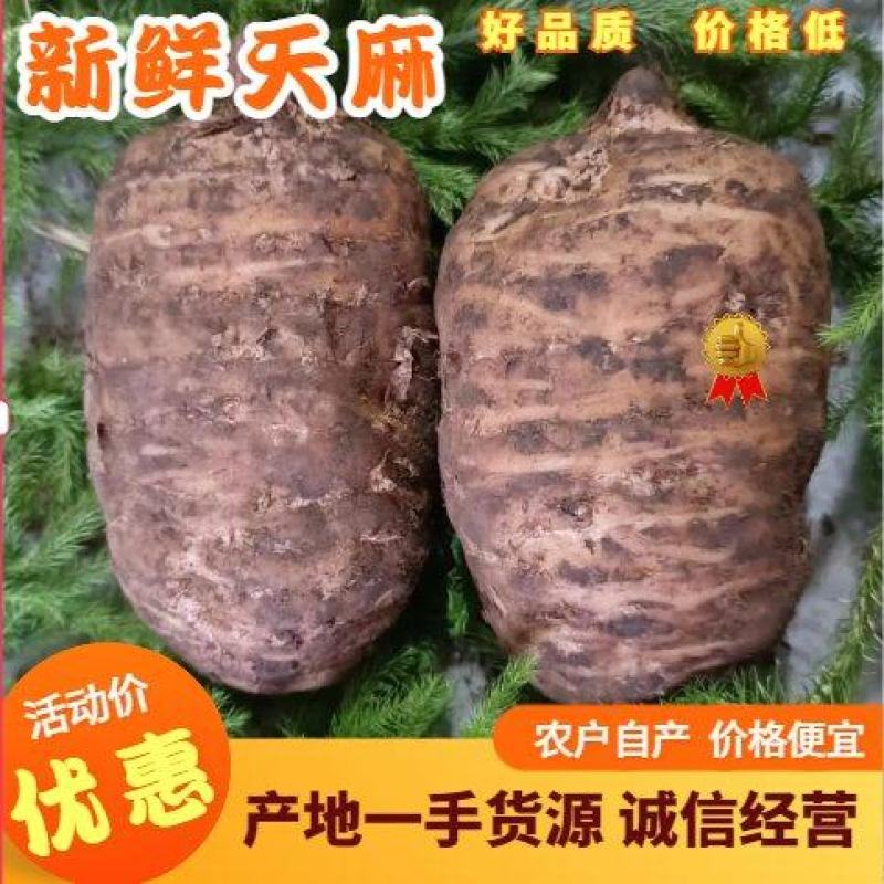 当季新鲜天麻按节气品种发货野生品质深山采挖云南小草坝直发