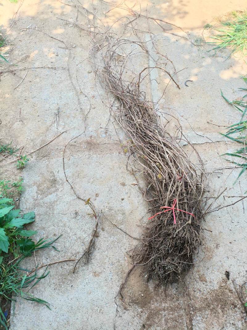 基地供应爬山虎，可实地看苗。