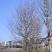 湖北随州皂角树大量供应产地直发品质保证诚信合作欢迎来电