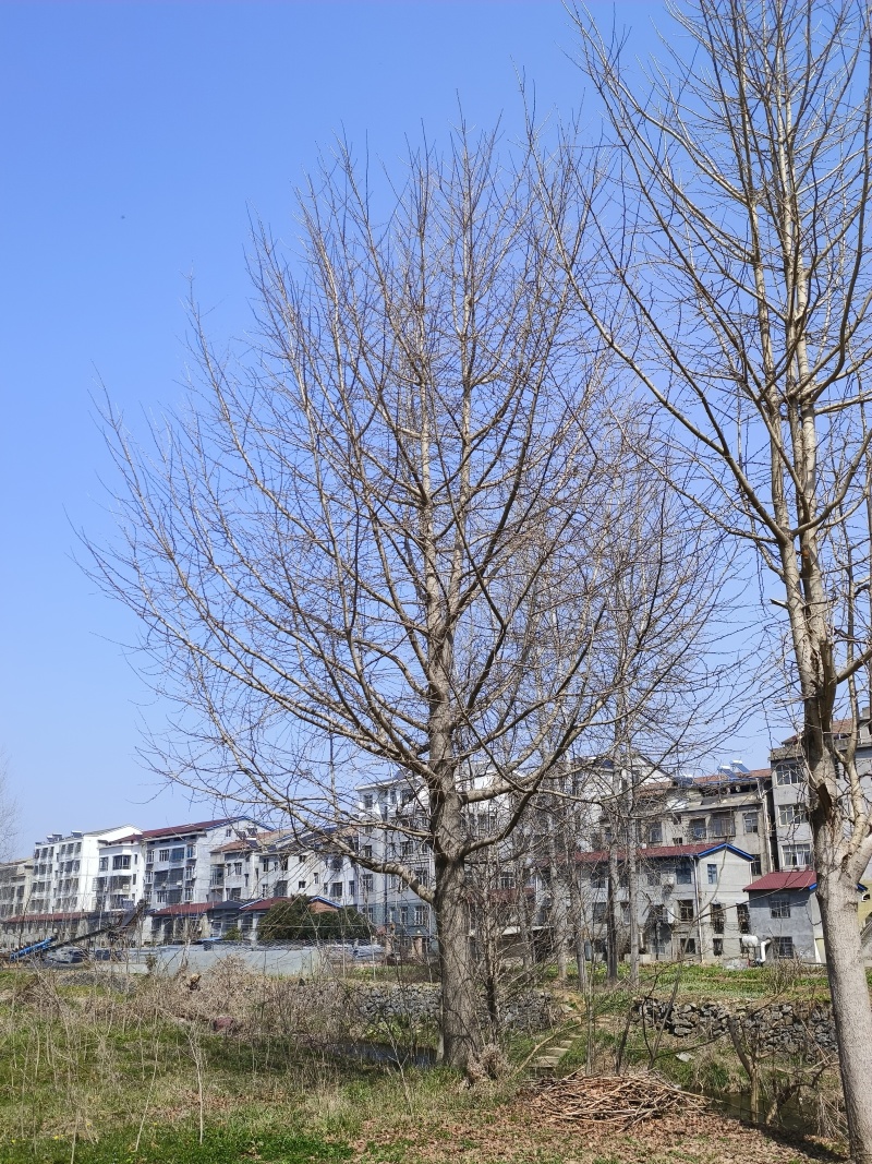 湖北随州皂角树大量供应产地直发品质保证诚信合作欢迎来电