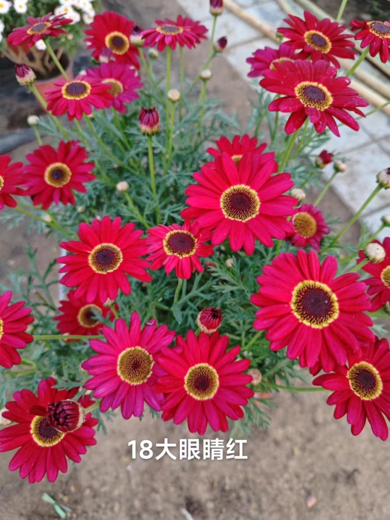 玛格丽特穴盘苗，有18个颜色