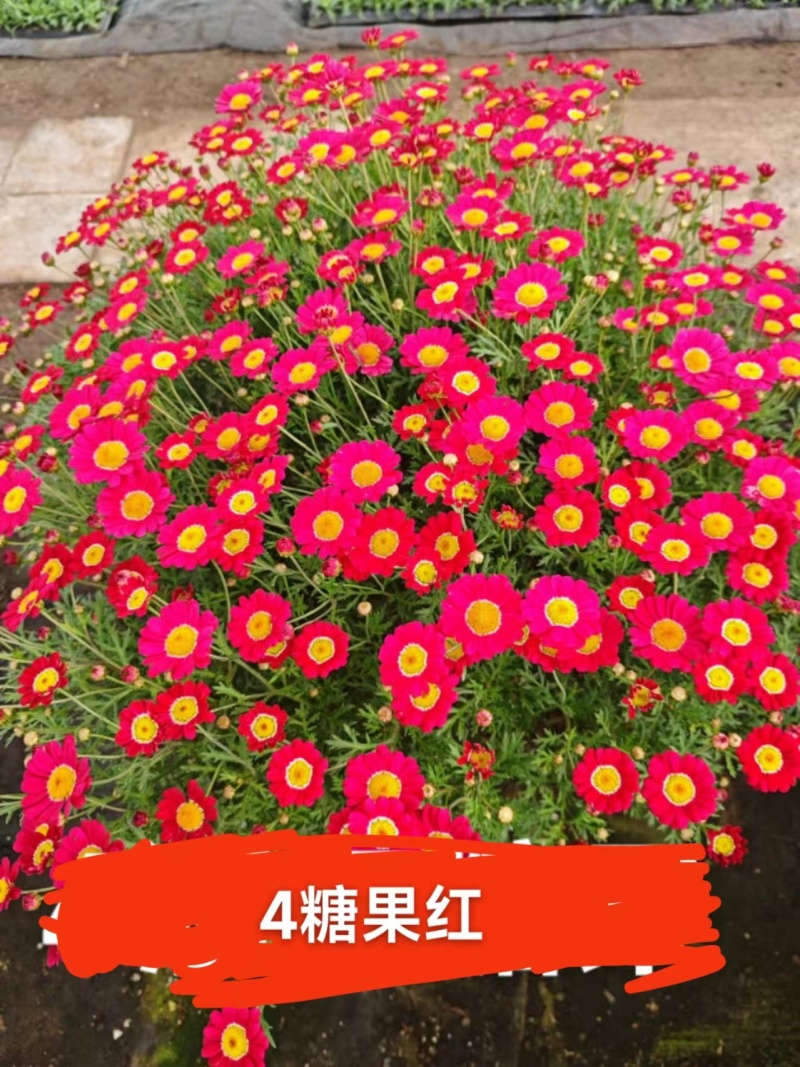 玛格丽特穴盘苗，有18个颜色