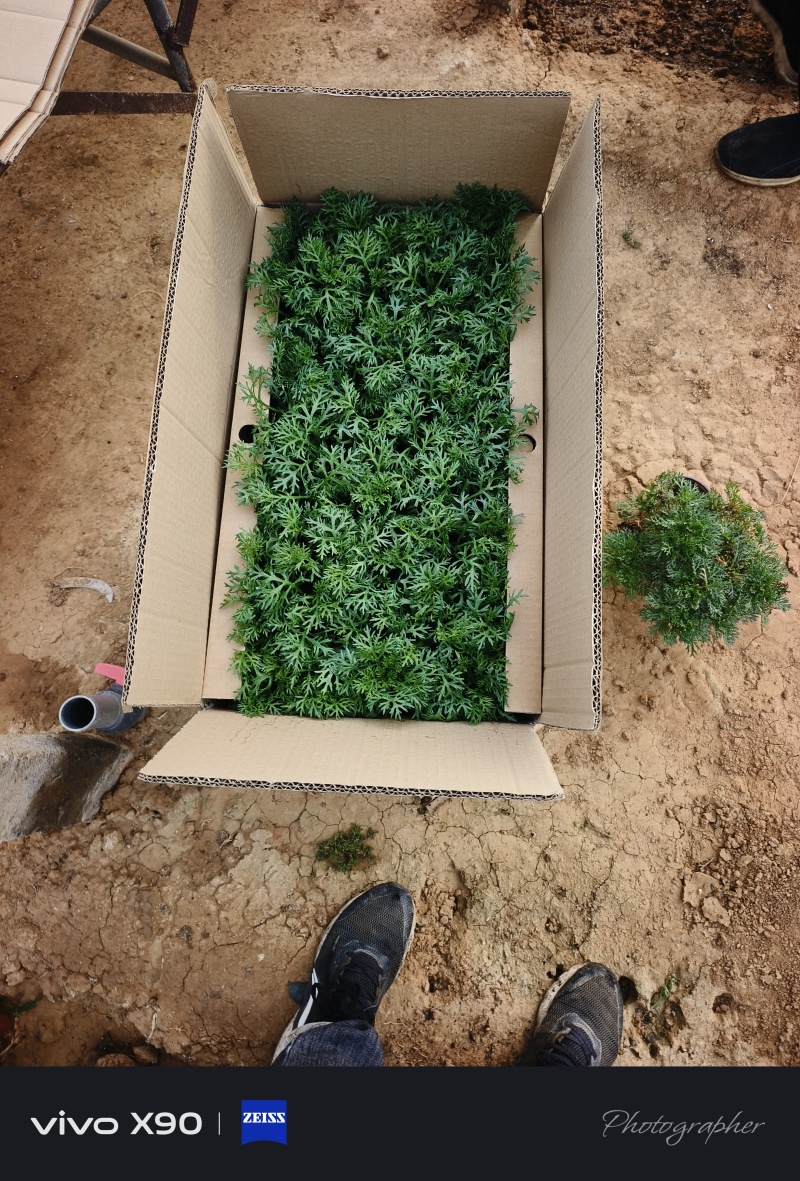 玛格丽特穴盘苗，有18个颜色