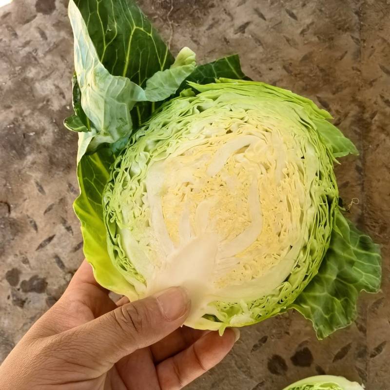 昌黎精品甘蓝大量上市中