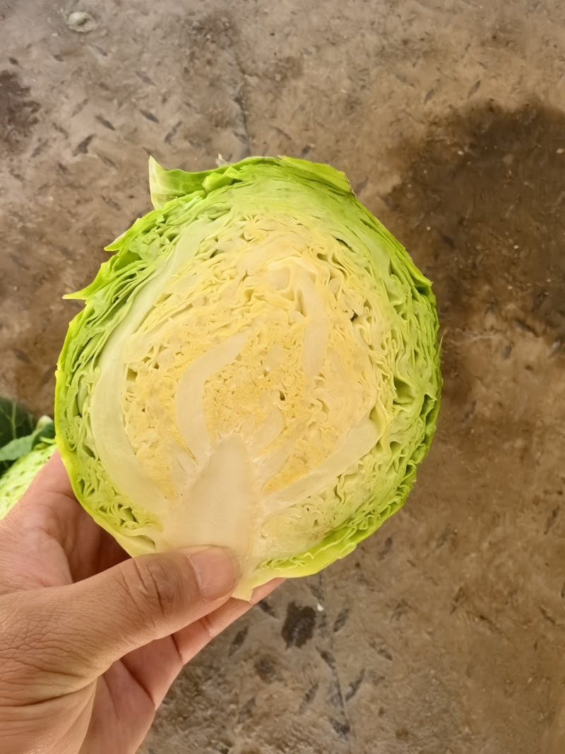 昌黎精品甘蓝大量上市中