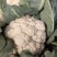 有机花大量供应优质品质，产地直发有需要的联系