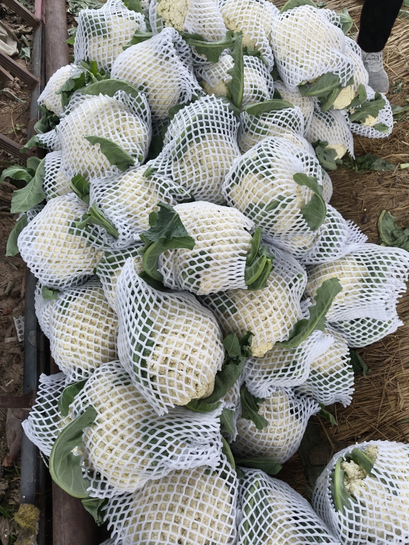 有机花大量供应优质品质，产地直发有需要的联系