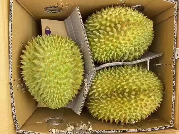 金枕头榴莲整果与切开状态对比