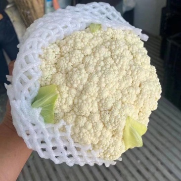 昌黎产地精品有机花菜大量上市